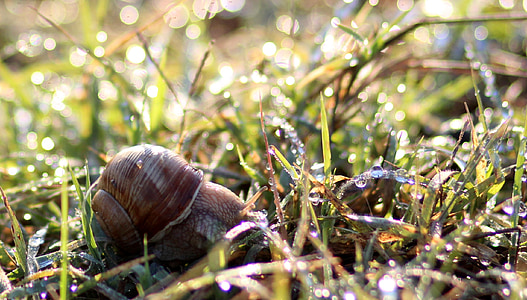 snail, dew, morning, grass, water, nature