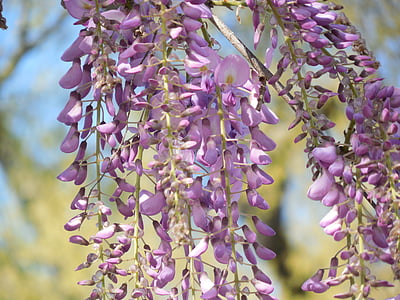 wisteria, bloom, purple, flower, white, lilac, spring