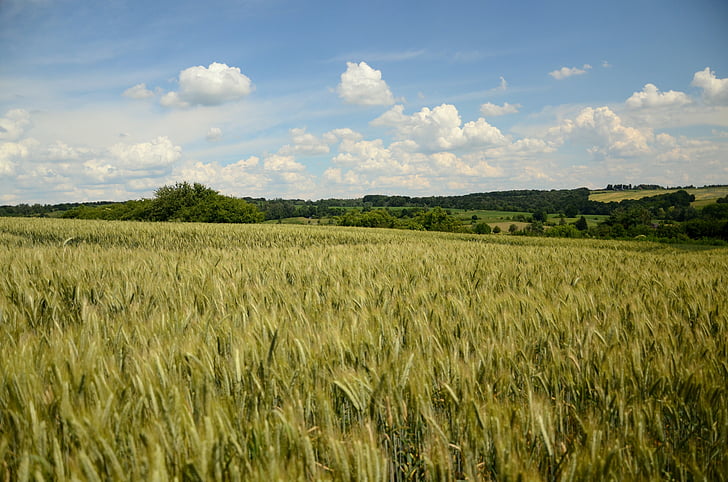 cultivos en campo, trigo, centeno, triticale, maíz, campo, el cultivo de