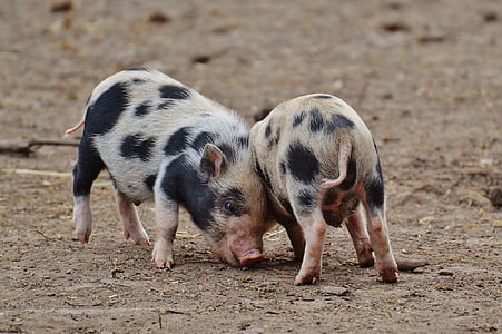 domuz yavrusu, wildpark poing, küçük domuz, Mini, şirin, tatlı, komik