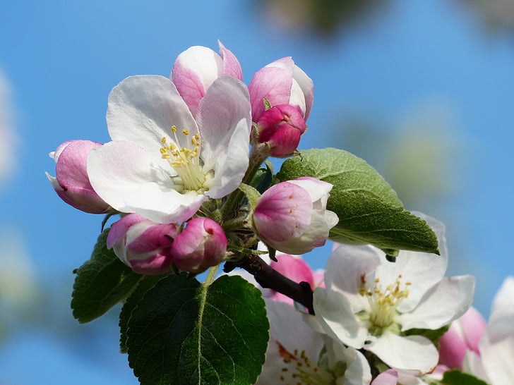 Apple blossom, Marul, floare, floare, alb, roz, Filiala