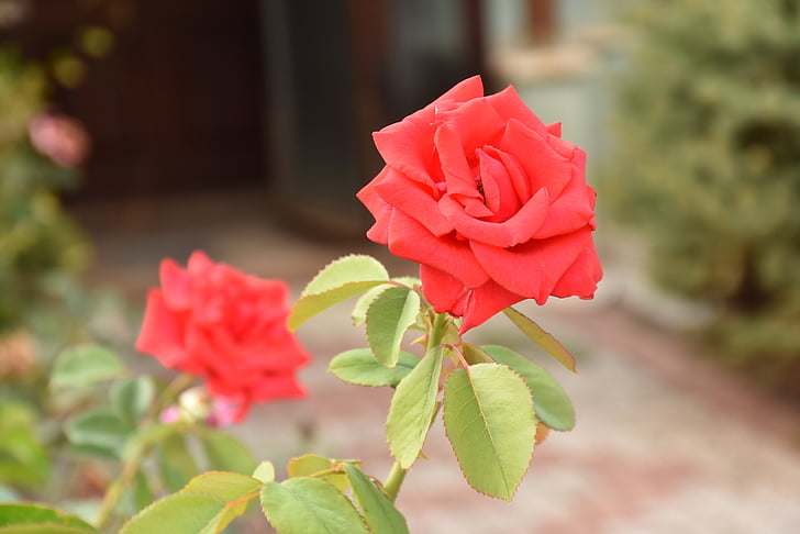 κόκκινο, τριαντάφυλλο, φωτογραφία