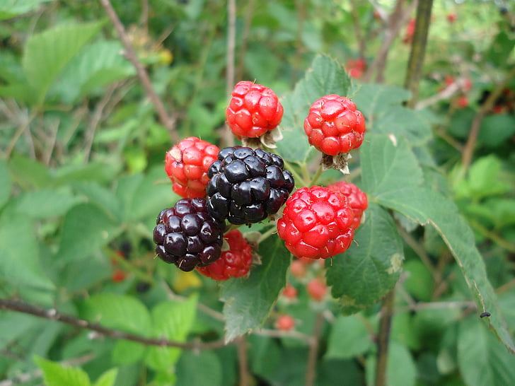 blackberry, wild fruits, blackberries, zarza, herbaceous
