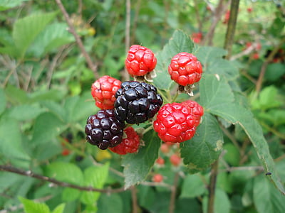 BlackBerry, vilde frugter, brombær, Zarza, urteagtige