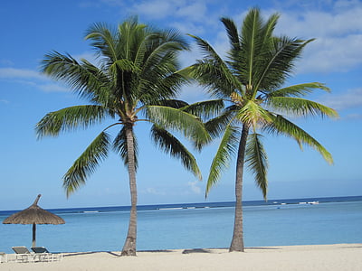 Plaża, palmy, drzewa, morze, wody, piasek, wakacje