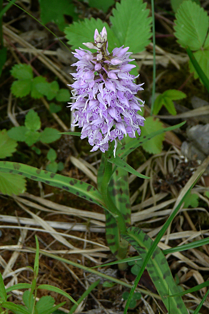 Heath, spotted orchid, Orhideja, aizsargājamo augu