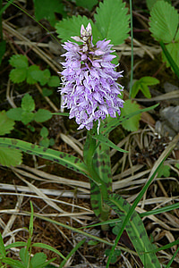 Heath, spotted orchid, Orhideja, aizsargājamo augu