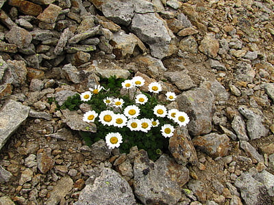 flowers, chamomile, stones, mountains, nature, flower, plant