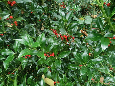 rød ilex bær, Bush, Park, træer