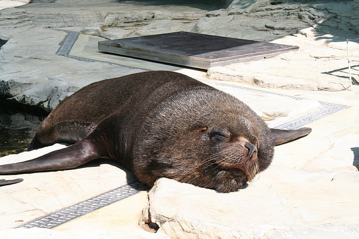 sea lion, robbe, seal, sleep, lazy, zoo, animal world