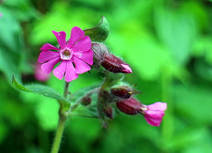 wild plant, carnation family, red campion, campion, flower, plant, blossom