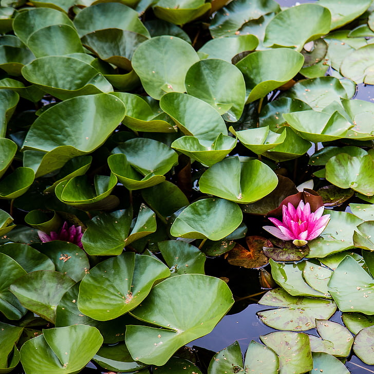 Flora, Waterlily, Lago, fiore dell'acqua, verde