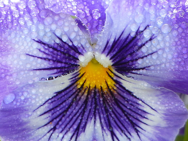 flower, thinking, dew, drops of water, purple, fragility, close-up