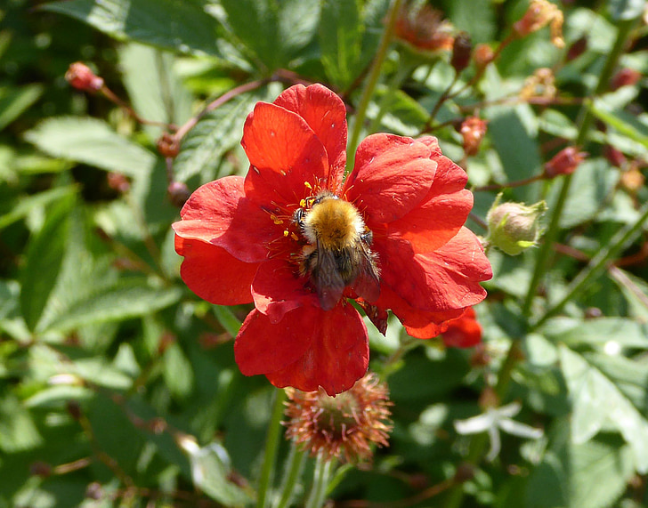 blossom, bloom, close, red, bee on flower, ornamental garden, spring