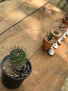 cactus, para todo tipo de piel, madera, naturaleza, planta, madera - material