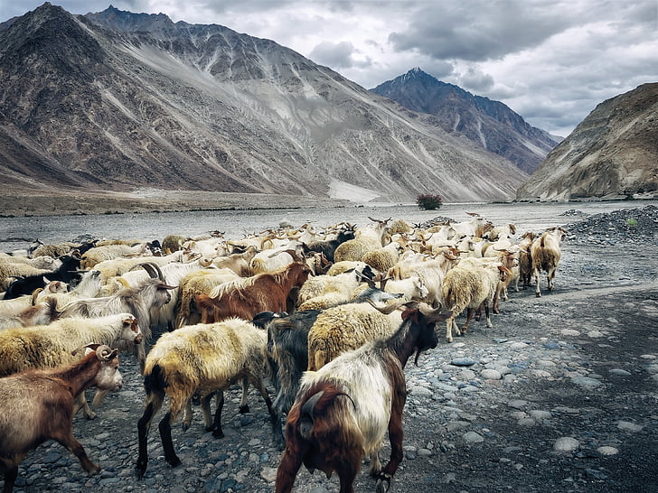 goats, plateau, highlands, ladakh, india, nubra valley, mountain pass