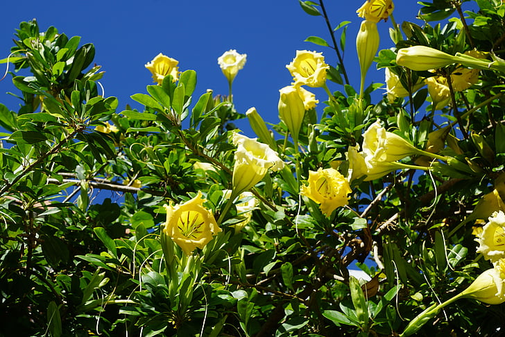 Durman, blomst, eksotiske, gul blomst, Bush, sommer, natur