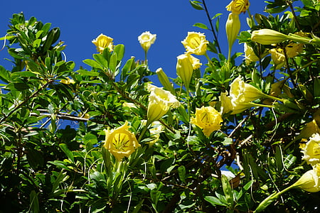 Durman, fleur, exotiques, fleur jaune, Bush, été, nature