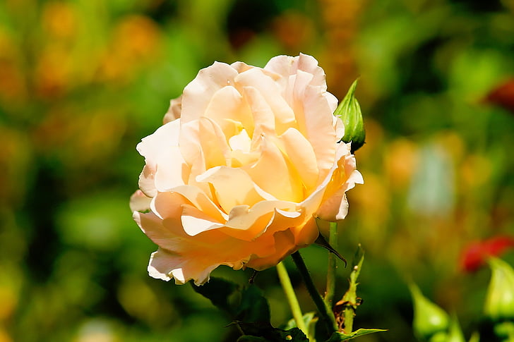 Rózsa, Blossom, Bloom, nyári, Stock rose, előkert, virág