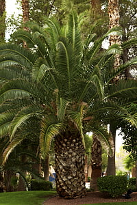 Palm, blad, palmboom, woestijn, natuur, Bladeren, natuurlijke