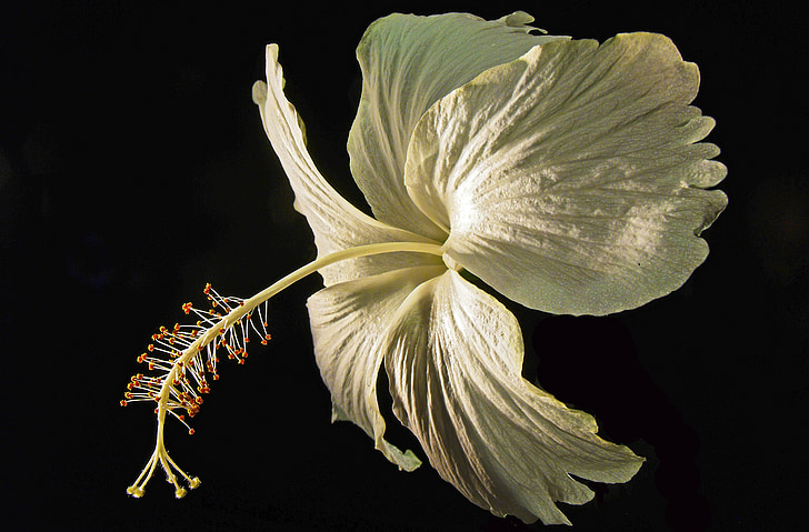 květ, květ, Bloom, Zavřít, bílá