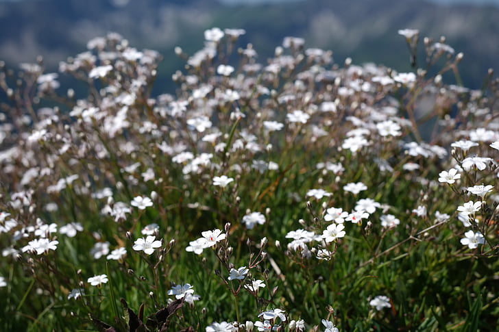 Gypsophila repens, planta, flor, flor, flor, blanc, herba de vel nan