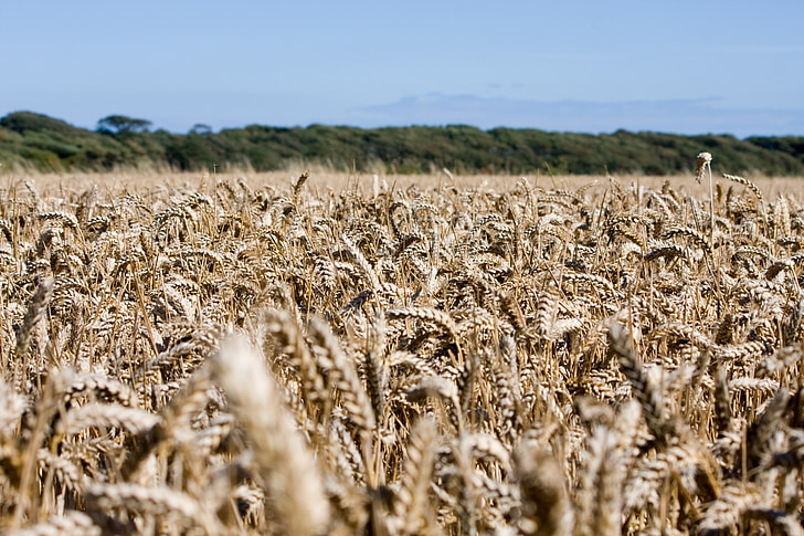 hvede, Hvedemarken, afgrøder, korn, Farm, landbrugsjord, landbrug
