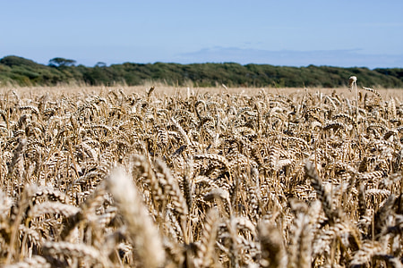 trigo, campo de trigo, cultivos, grano, granja, tierra de granja, agricultura