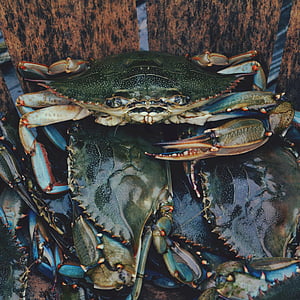 box, green, crabs, crab, aquatic, animal, food