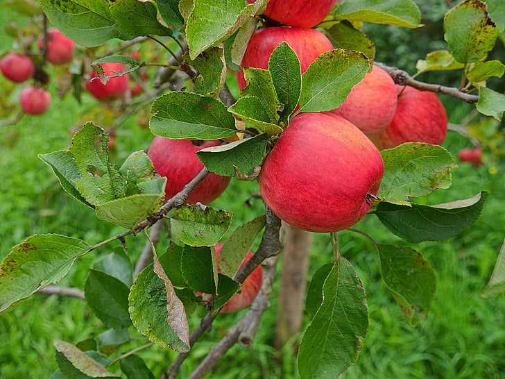 obuolių, obelis, Gamta, raudona