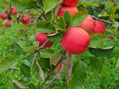 Apple, árvore de maçã, natureza, vermelho