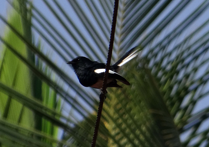 Oriental magpie-robin, Robin, Copsychus saularis, Nam, bộ sẻ, con chim, Dharwad