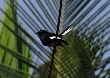 oriental magpie-robin, robin, copsychus saularis, male, passerine, bird, dharwad
