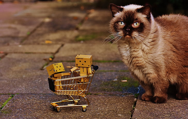 danbo, figures, shopping cart, shopping, cat, curious, british shorthair