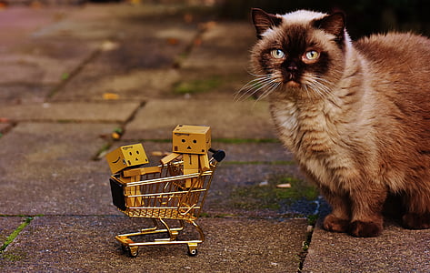 danbo, številke, nakupovalni voziček, nakupovanje, mačka, radoveden, Britanska kratkodlaka mačka