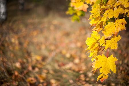 herfst, blad, gele bladeren, Herfstbladeren, geel, natuur, seizoen