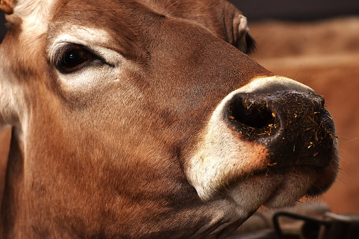 Kuh, Nutztier, Rindfleisch, Stall, tierische Naturfotografie, ein Tier, tierischen Körperteil
