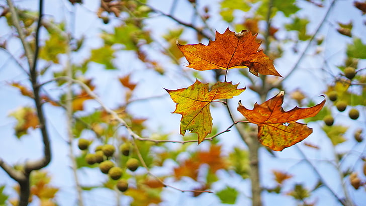 листата, Есен, Инд, дълбочината на полето, слънчеви дни