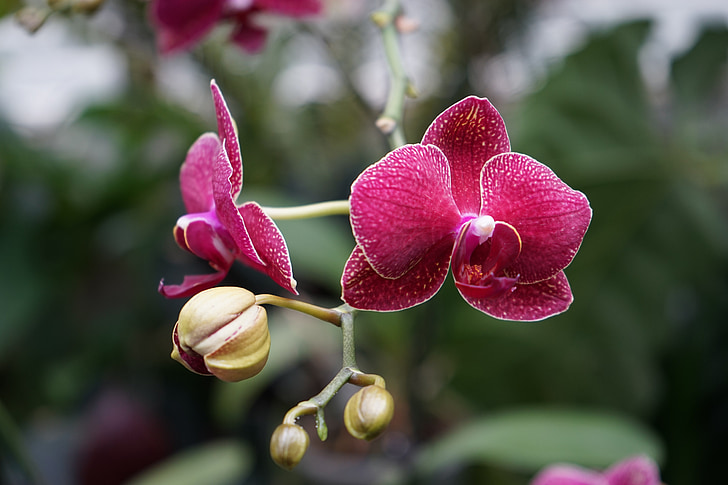 Orchid, lilla, lill, taim, õis, Bloom