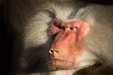 baboon, angry, zoo, wildlife, animals, primate, ape