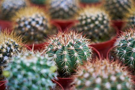 Cactus, Anläggningen, naturen, trädgård, makro, nål, lövverk växt