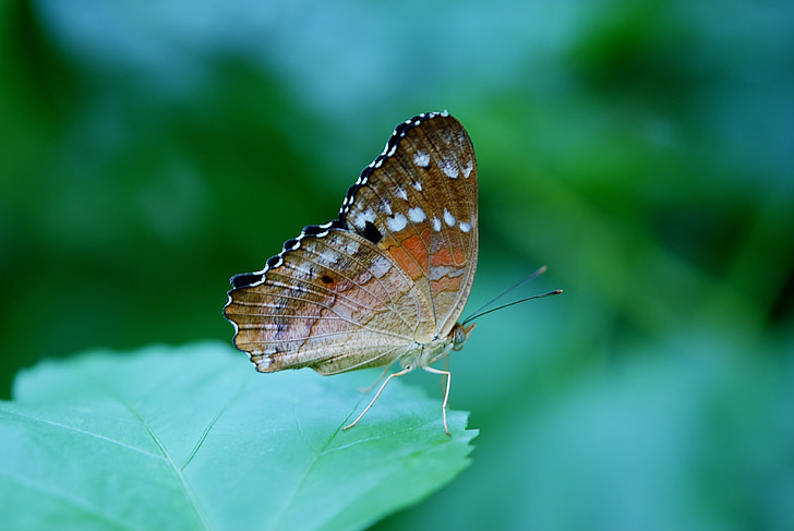 Danaus plexippus, papillon, papillons, insecte, animal, feuille, nature