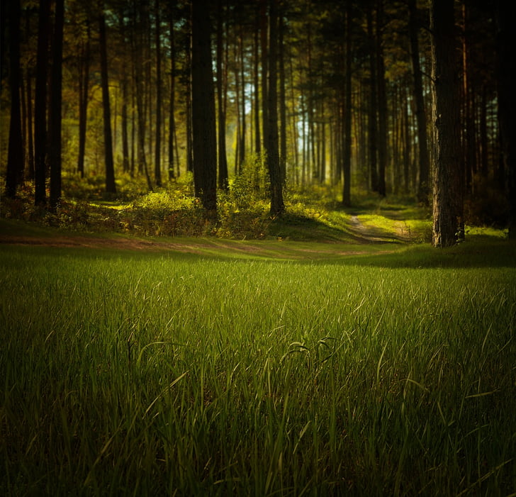 field, forest, grass, green, landscape, nature, trees