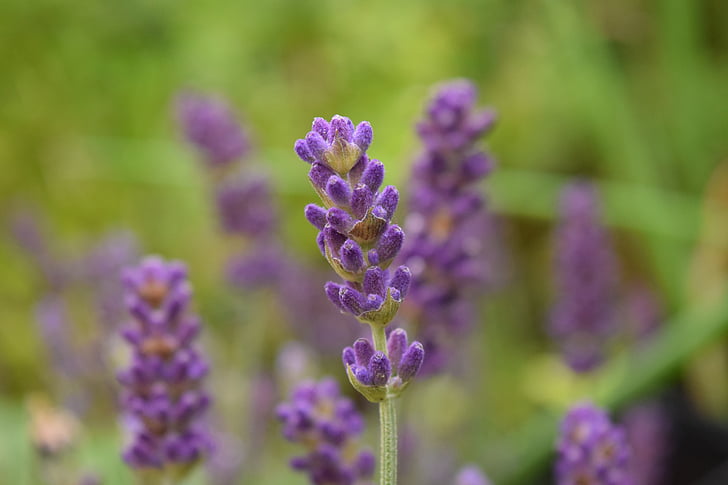 lavender, close, background, violet, green, purple, garden