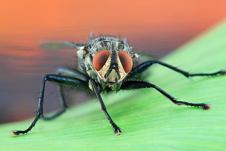 Fly, Moucha domácí, makro, složené oči, hmyz, Zavřít, letu hmyz