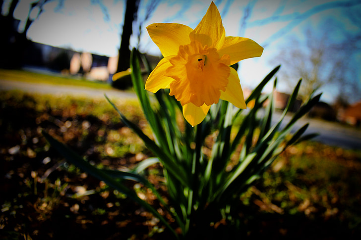 narcissus, flower, blossom, bloom, yellow, spring, plant