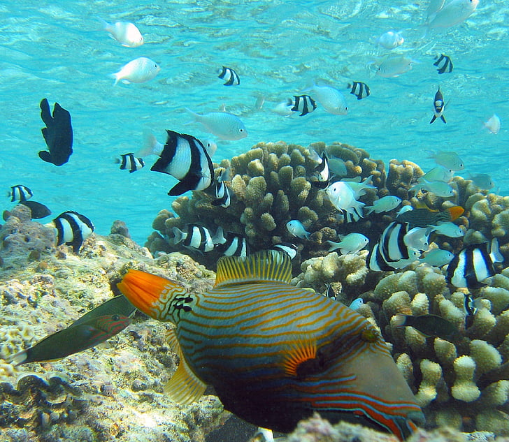 Orange-lined Trekkervissen, koraalrif, vis, dieren in het wild, tropische, zwemmen, Oceaan