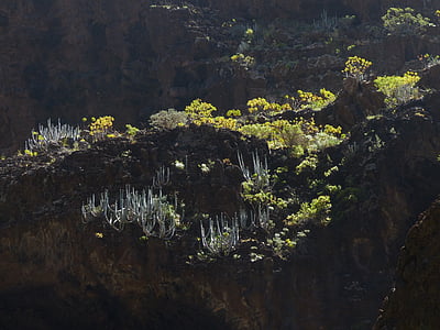Liba, Pryšec rodina, Pryšec (Oxalis acetosella), zadní světlo, Kanárské Pryšec, závod, Euphorbia canariensis