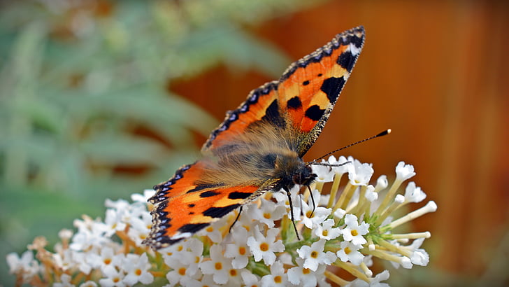 farfalla, piccola volpe, Aglais urticae, farfalla di ortica, nettare, insetto, fauna