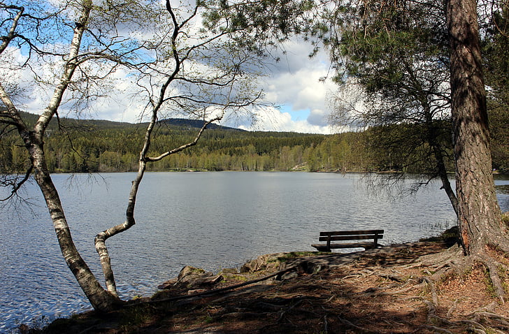 oslo, norway, nordmarka, lake, sognsvann, bank, trees